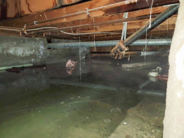 Best Flood damage cleanup  in Dekal, IL