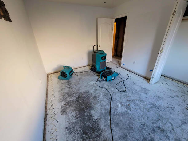Best Mold removal after water damage  in Dekal, IL